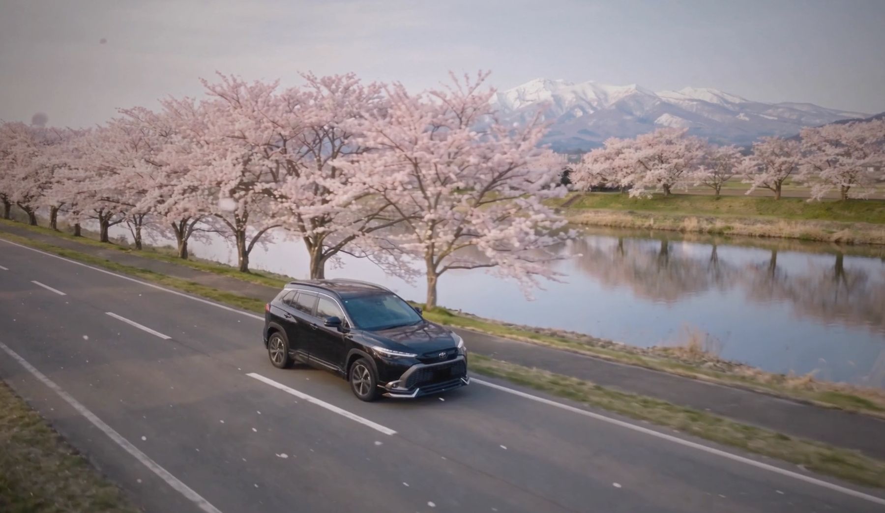 桜並木の川沿いを走るSUV